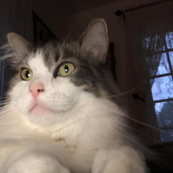 Meet your Posher, Stacey - Picture 1 of 1